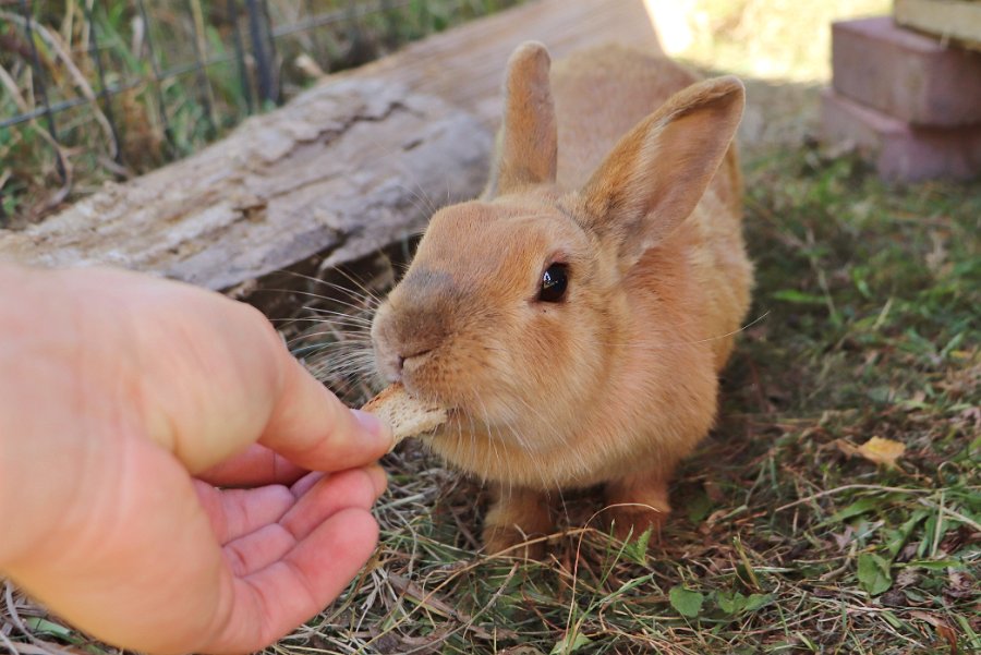 Tiere Kaninchen füttern